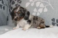 Chip, a male Miniature Dachshund for sale in Richland, MO – 3 of 6