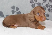 Ellie, a female Miniature Dachshund for sale in Richland, MO – 8 of 10