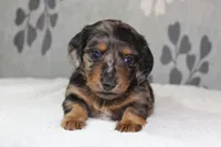 Sophie, a female Miniature Dachshund for sale in Richland, MO – 10 of 10