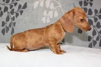 Ruby, a female Miniature Dachshund for sale in Richland, MO – 10 of 10