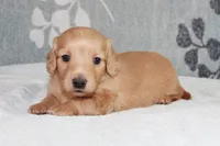 Buddy, a male Miniature Dachshund for sale in Richland, MO – 5 of 10