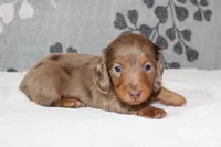 Finn, a male Miniature Dachshund for sale in Richland, MO – 6 of 6