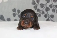 Piper, a female Miniature Dachshund for sale in Richland, MO – 2 of 5