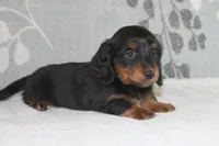 Max, a male Miniature Dachshund for sale in Richland, MO – 2 of 10