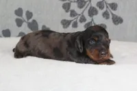 Piper, a female Miniature Dachshund for sale in Richland, MO – 3 of 5