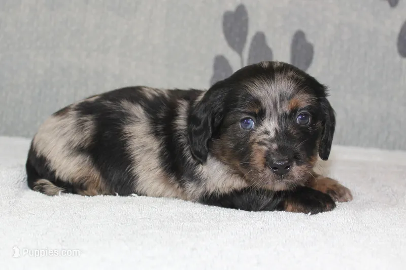 Bear – Miniature Dachshund puppy for sale in Richland, MO