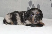 Bear, a male Miniature Dachshund for sale in Richland, MO – 1 of 4