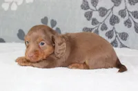 Ellie, a female Miniature Dachshund for sale in Richland, MO – 5 of 10