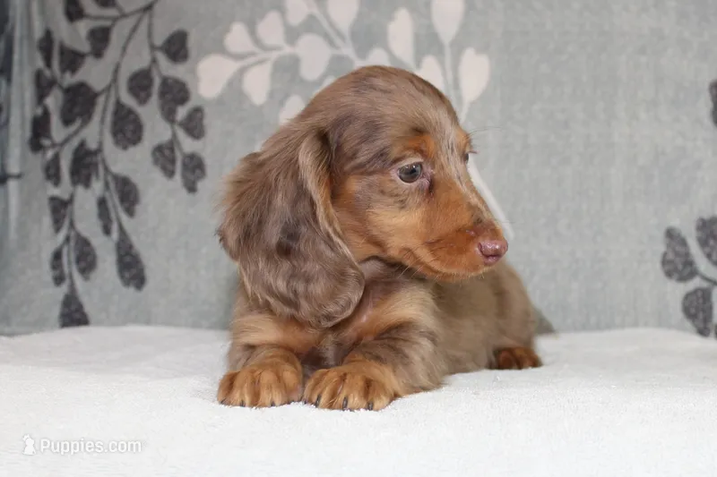 Finn – Miniature Dachshund puppy for sale in Richland, MO