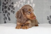 Finn, a male Miniature Dachshund for sale in Richland, MO – 1 of 10