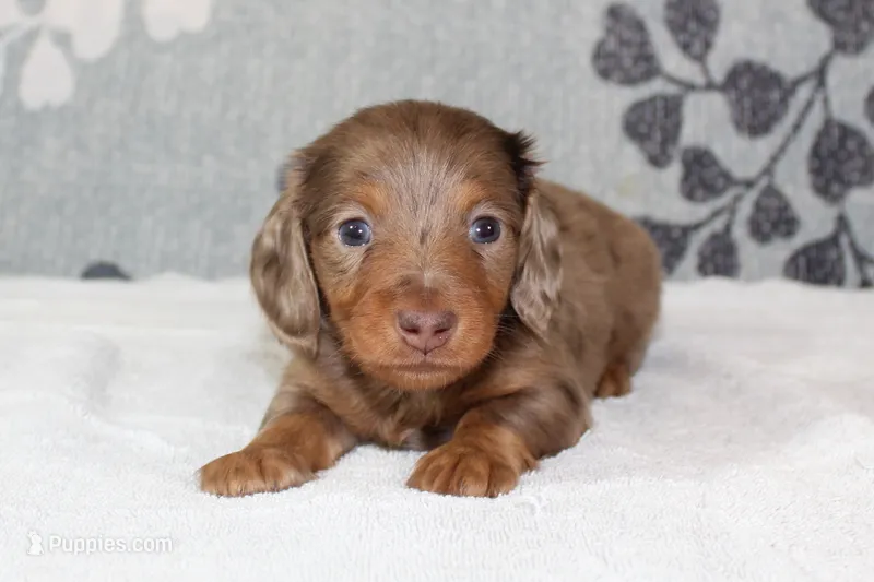 Finn – Miniature Dachshund puppy for sale in Richland, MO