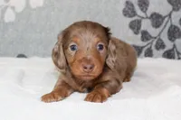 Finn, a male Miniature Dachshund for sale in Richland, MO – 1 of 6