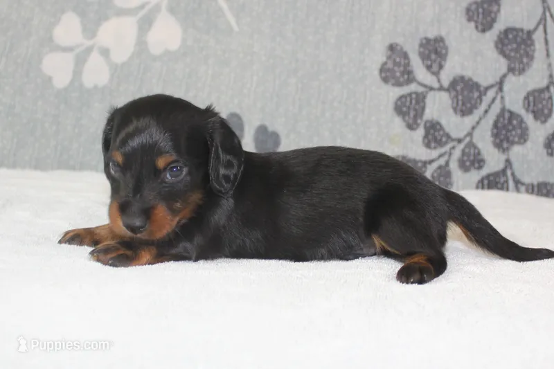 Otto – Miniature Dachshund puppy for sale in Richland, MO