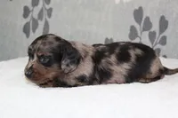 Gus, a male Miniature Dachshund for sale in Richland, MO – 6 of 7