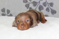 Coco, a female Miniature Dachshund for sale in Richland, MO – 4 of 8
