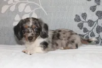 Chip, a male Miniature Dachshund for sale in Richland, MO – 4 of 6