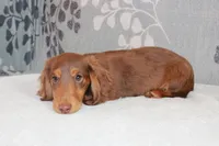Waylon, a male Miniature Dachshund for sale in Richland, MO – 9 of 10