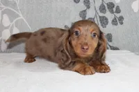 Finn, a male Miniature Dachshund for sale in Richland, MO – 5 of 10
