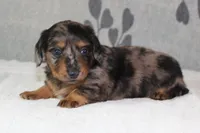 Sophie, a female Miniature Dachshund for sale in Richland, MO – 8 of 10