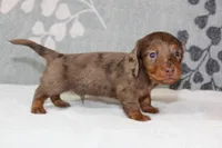 Skipper, a male Miniature Dachshund for sale in Richland, MO – 7 of 7