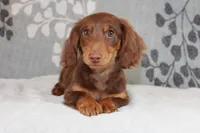 Waylon, a male Miniature Dachshund for sale in Richland, MO – 8 of 10