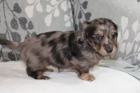 Ivy, a female Miniature Dachshund for sale in Richland, MO – 10 of 10