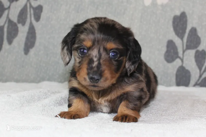 Sophie – Miniature Dachshund puppy for sale in Richland, MO