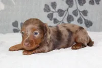 Coco, a female Miniature Dachshund for sale in Richland, MO – 8 of 8