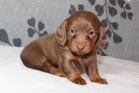 Ellie, a female Miniature Dachshund for sale in Richland, MO – 7 of 10