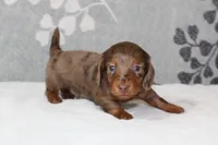 Skipper, a male Miniature Dachshund for sale in Richland, MO – 6 of 7