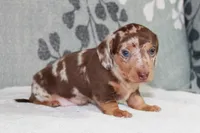 Freckles, a male Miniature Dachshund for sale in Richland, MO – 3 of 9