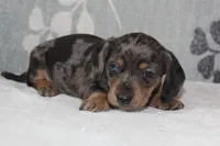 Willow, a female Miniature Dachshund for sale in Richland, MO – 7 of 10
