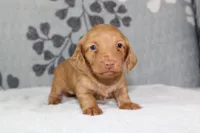 Peaches, a female Miniature Dachshund for sale in Richland, MO – 6 of 6