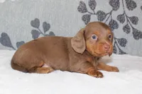 Ellie, a female Miniature Dachshund for sale in Richland, MO – 10 of 10