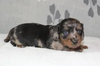 Gus, a male Miniature Dachshund for sale in Richland, MO – 5 of 7