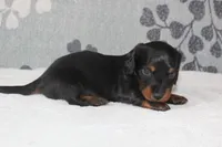 Otto, a male Miniature Dachshund for sale in Richland, MO – 3 of 5