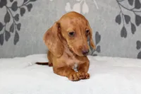 Rosie, a female Miniature Dachshund for sale in Richland, MO – 2 of 10