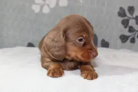 Ellie, a female Miniature Dachshund for sale in Richland, MO – 4 of 10