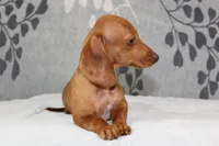 Rosie, a female Miniature Dachshund for sale in Richland, MO – 1 of 10