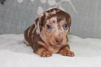 Freckles, a male Miniature Dachshund for sale in Richland, MO – 2 of 9