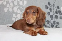 Waylon, a male Miniature Dachshund for sale in Richland, MO – 5 of 10