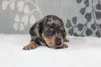 Willow, a female Miniature Dachshund for sale in Richland, MO – 3 of 10