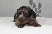Gus, a male Miniature Dachshund for sale in Richland, MO – 7 of 7