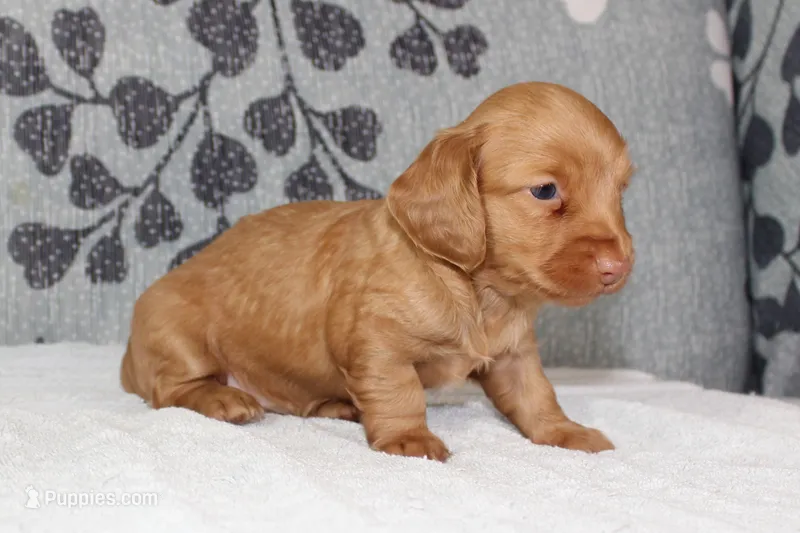 Peaches – Miniature Dachshund puppy for sale in Richland, MO