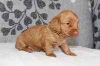 Peaches, a female Miniature Dachshund for sale in Richland, MO – 1 of 6