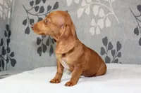 Rosie, a female Miniature Dachshund for sale in Richland, MO – 7 of 10