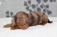 Coco, a female Miniature Dachshund for sale in Richland, MO – 6 of 8