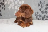 Waylon, a male Miniature Dachshund for sale in Richland, MO – 2 of 10