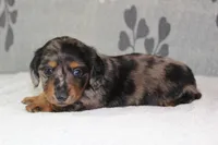 Sophie, a female Miniature Dachshund for sale in Richland, MO – 4 of 10