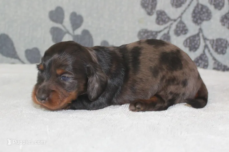 Piper – Miniature Dachshund puppy for sale in Richland, MO